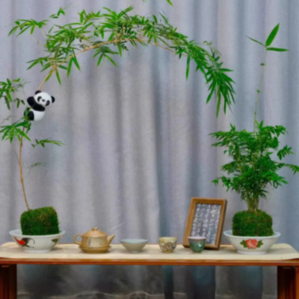 高杆飘枝红观音竹室内外水培苔藓球四季绿植盆栽