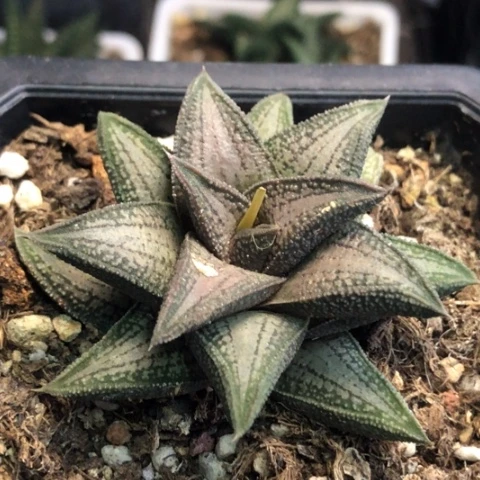 银带桥母本带盆发货哈哈