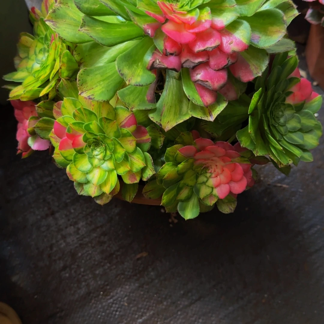 花***圆769多肉植物法师号