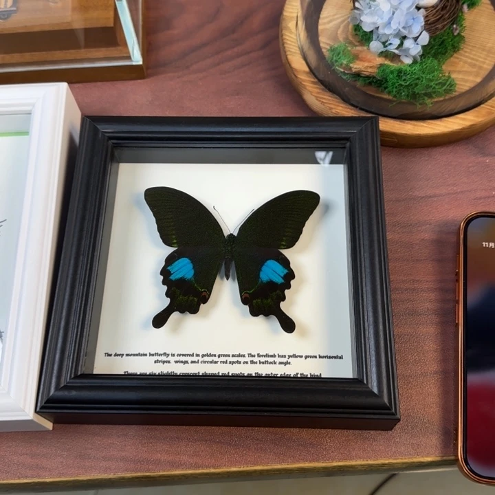 蝴蝶标本蝴蝶标本