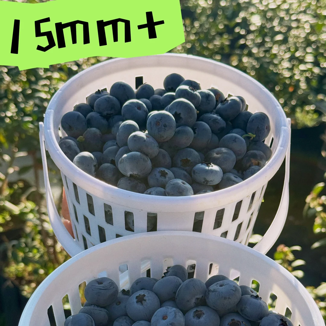 15mm+（桶装）澄江高山花香蓝莓