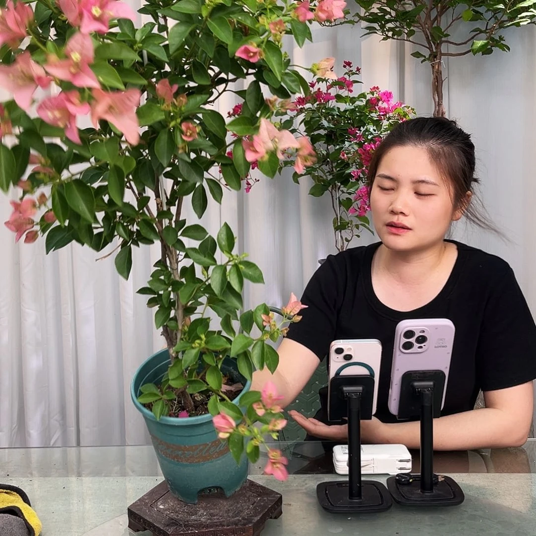 当前无花栽培后可以开花卡亚塔带竹一颗
