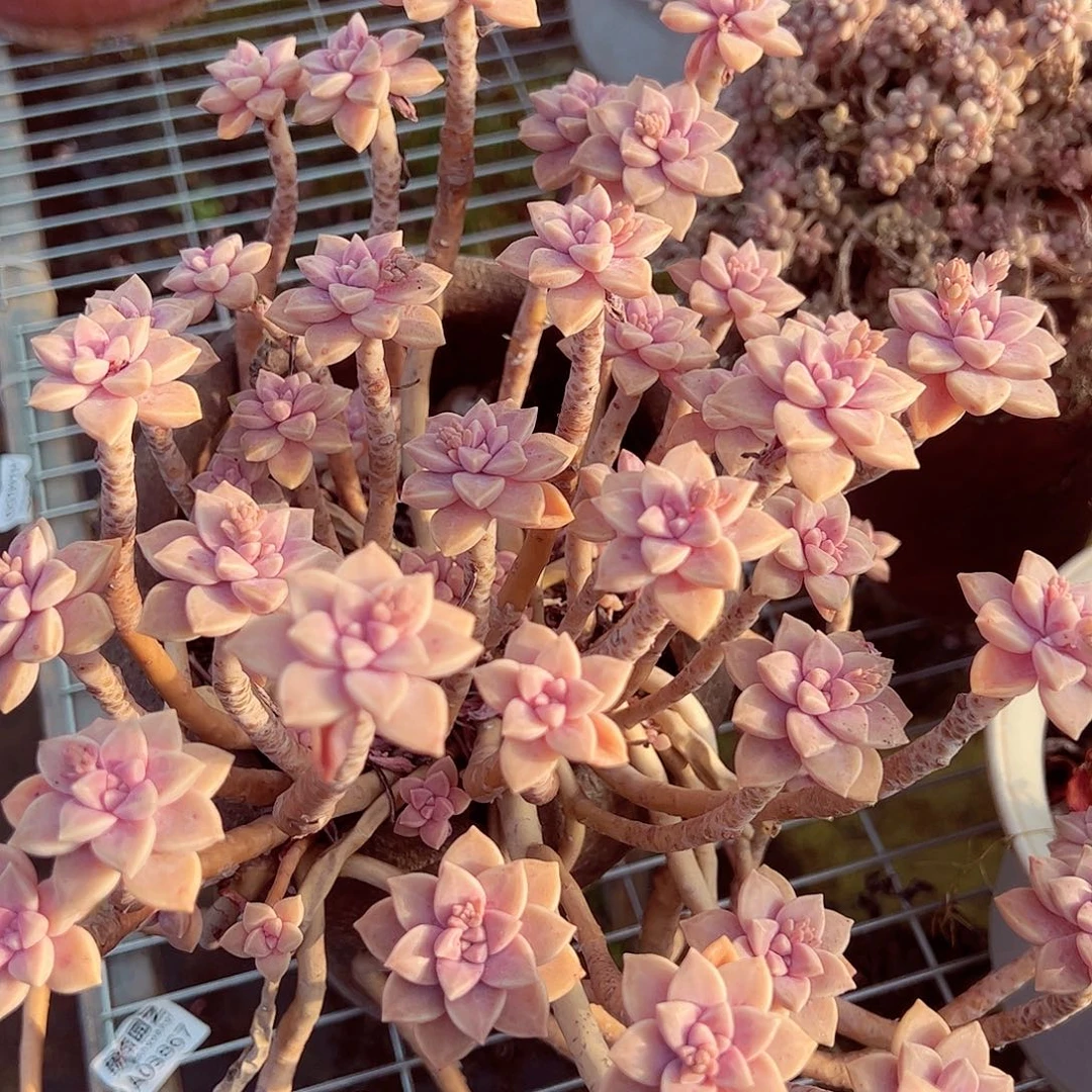 阿伦培多头大盆群