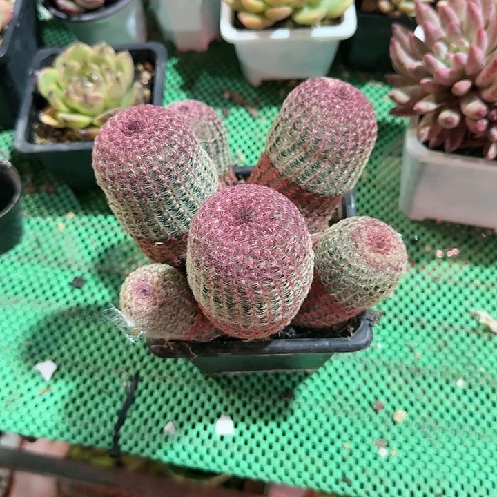 红太13阳多肉植物