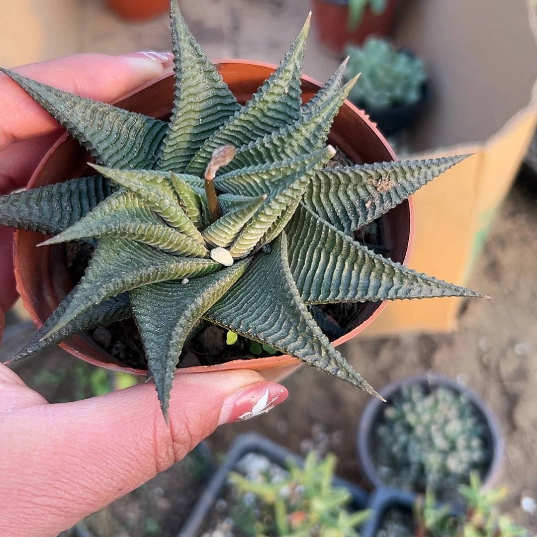 多肉植物琉璃殿单头