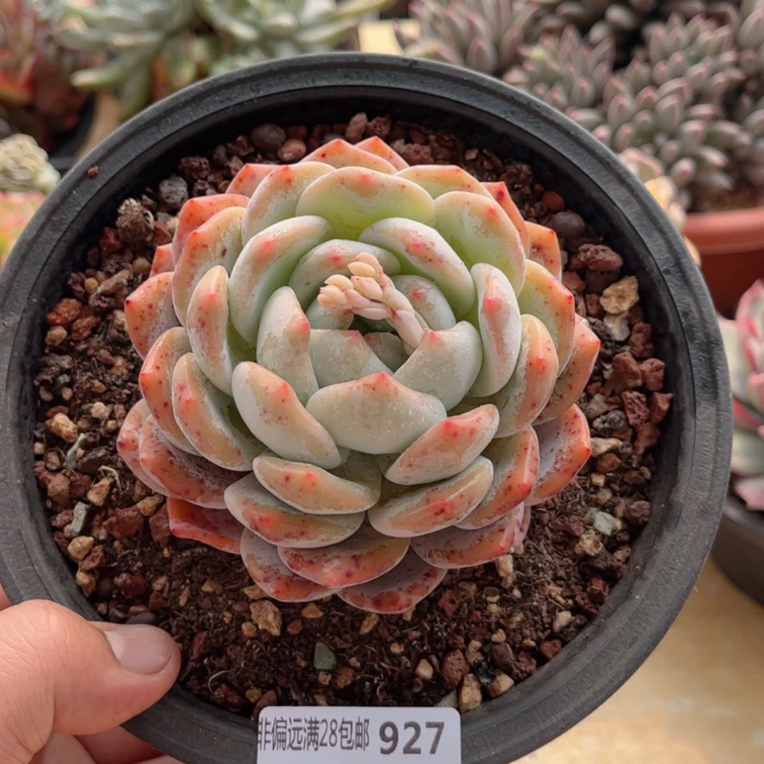 【闪购商品】927橙子多肉