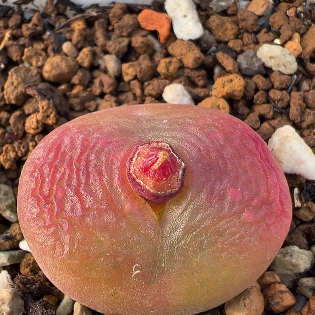 88多肉植物百科植物