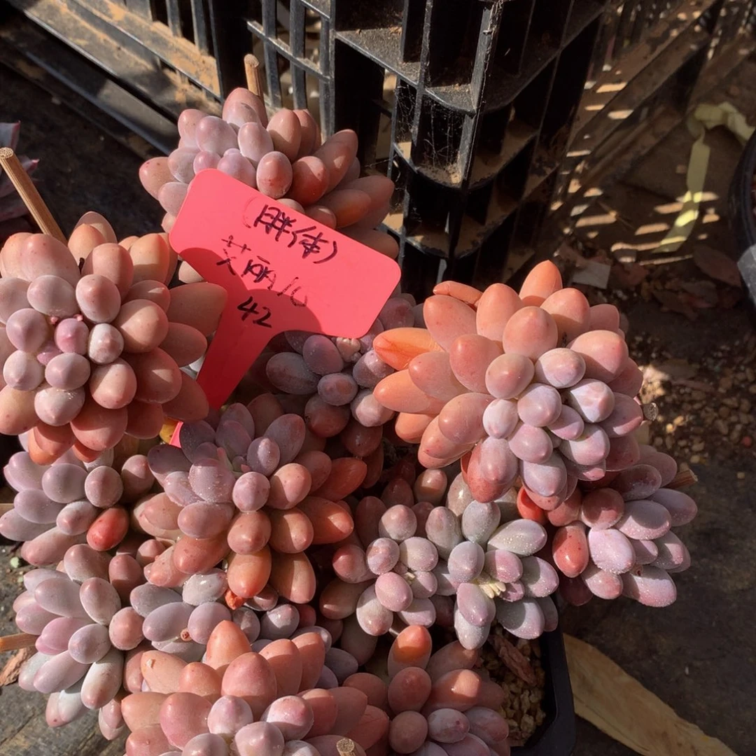 汤圆大群7272727272728