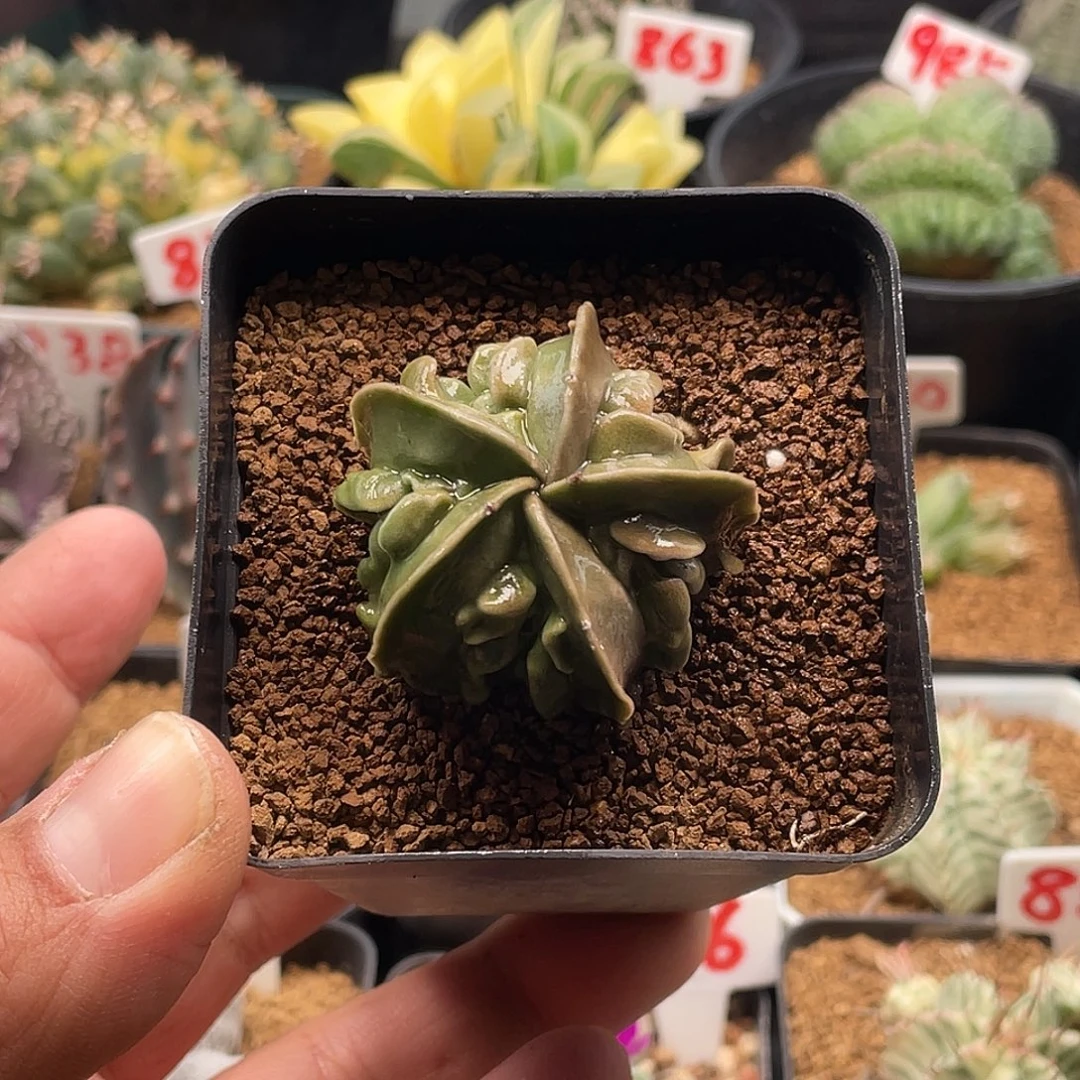 实生琉璃木耳核桃鸾凤玉