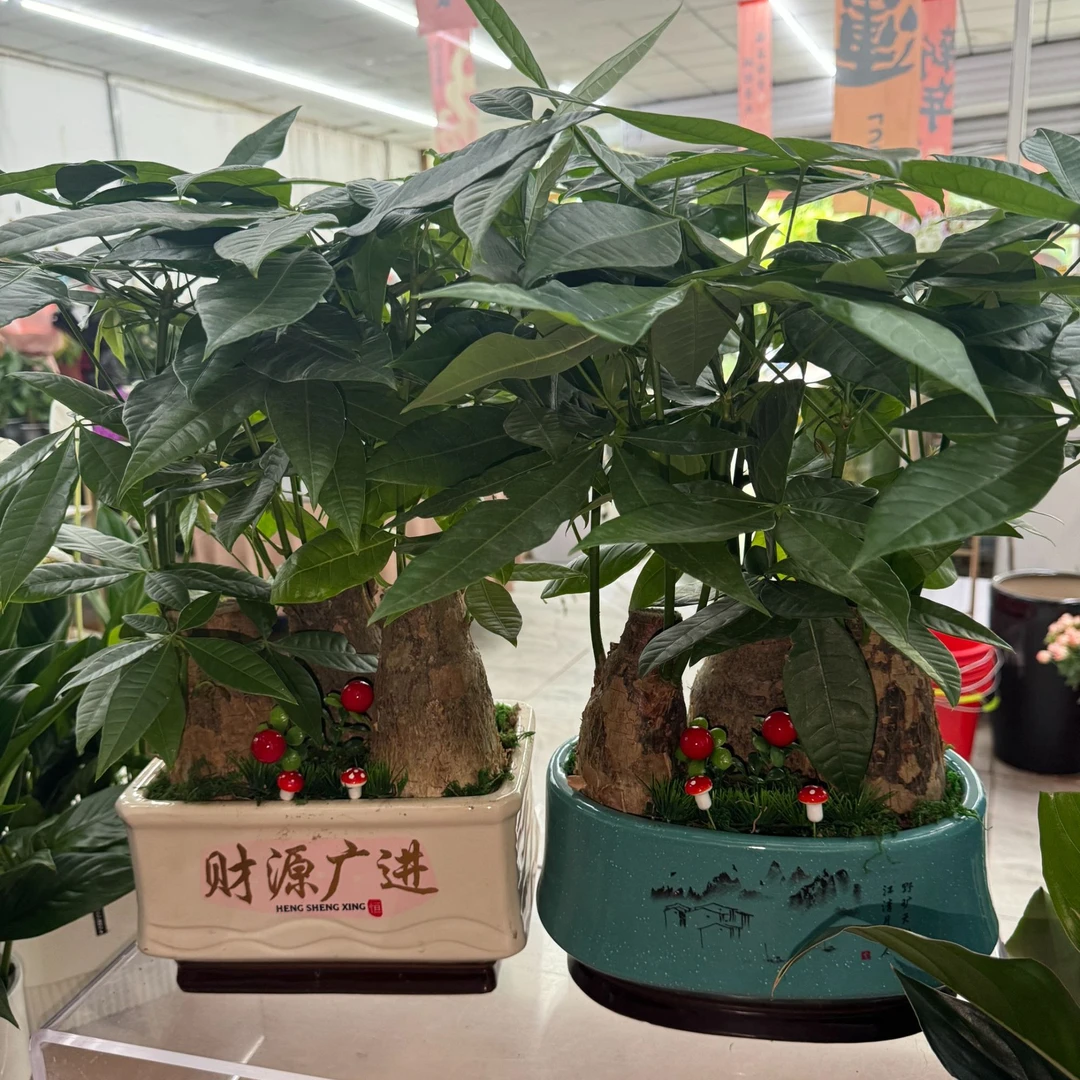 【开业三枝发财树】