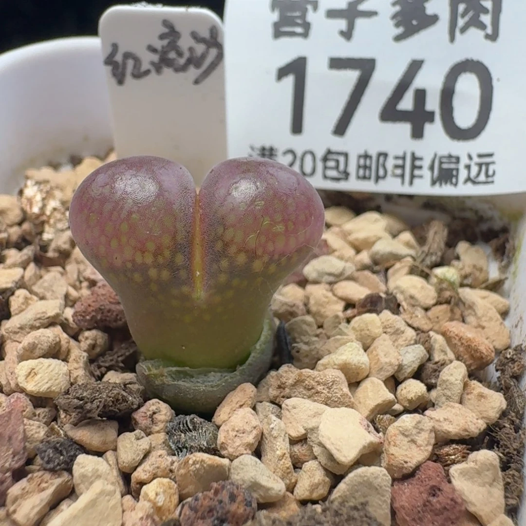 红流沙带盆土。