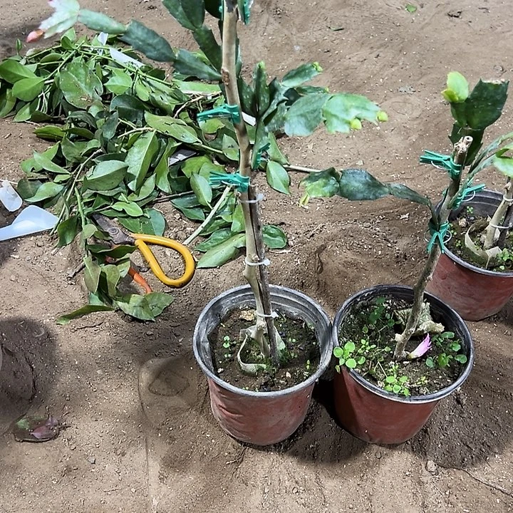 叶仙嫁接一层两颗重瓣和红米兰编号93