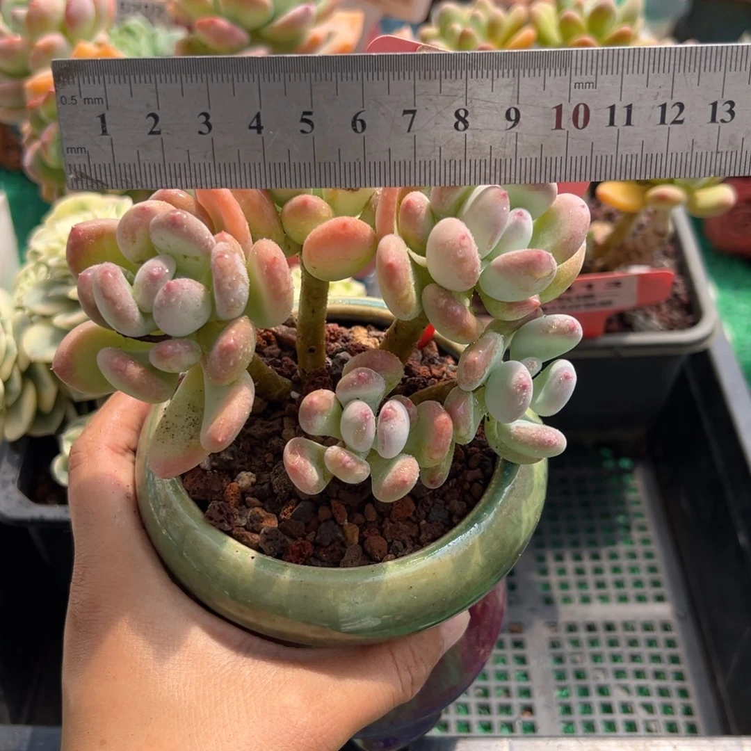 表妹精品多肉植物6417.