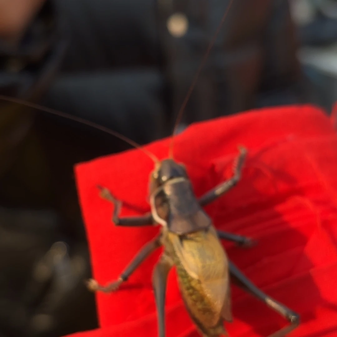 三***寿蝈蝈蝈蝈福福价格