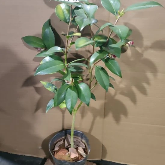 979黑色蕾丝，原盆原土发货