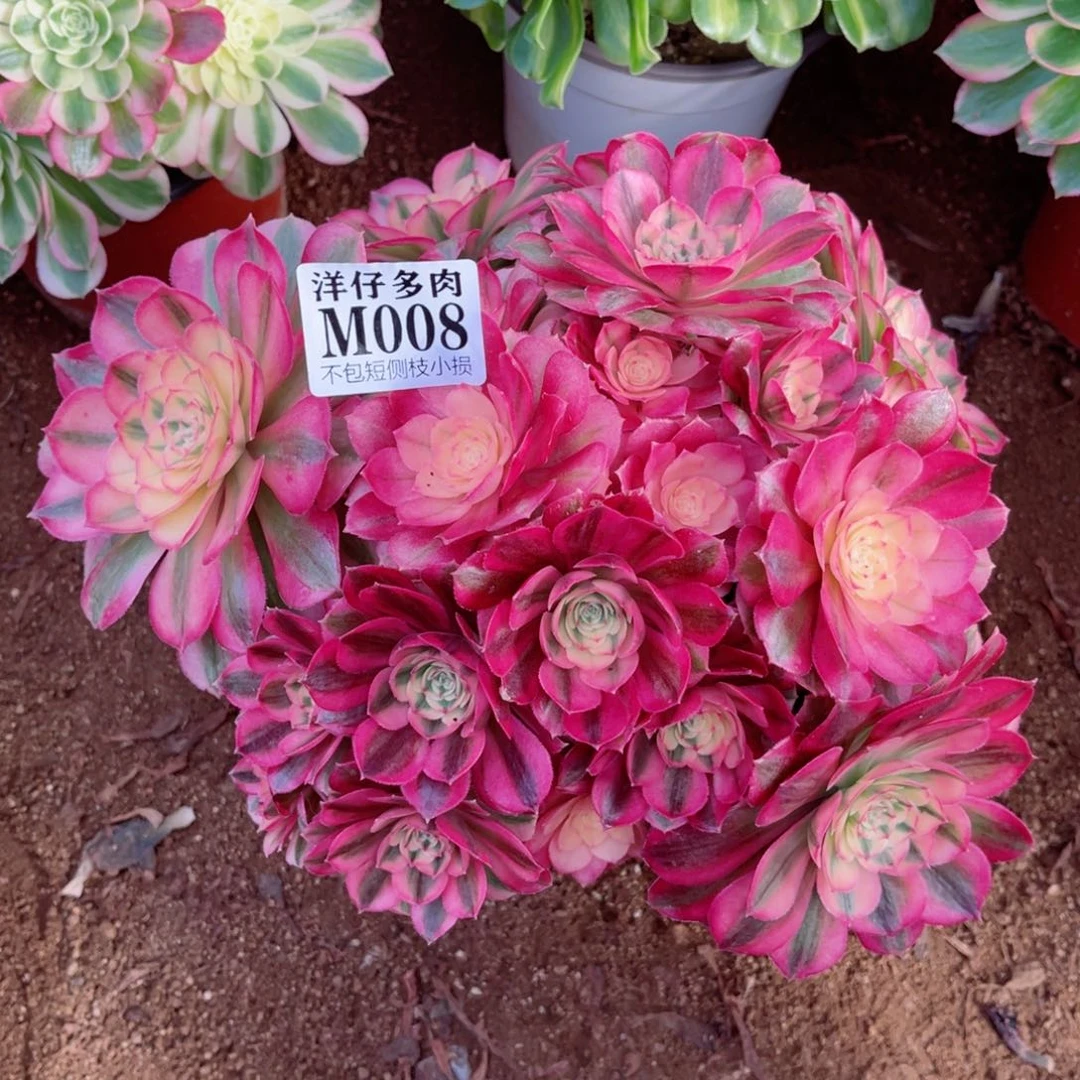 008倾城 冠幅25左右