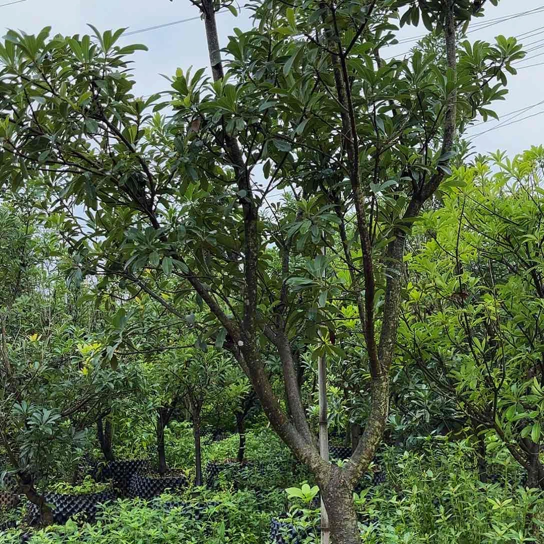 杨梅树杨梅树杨梅树杨梅树