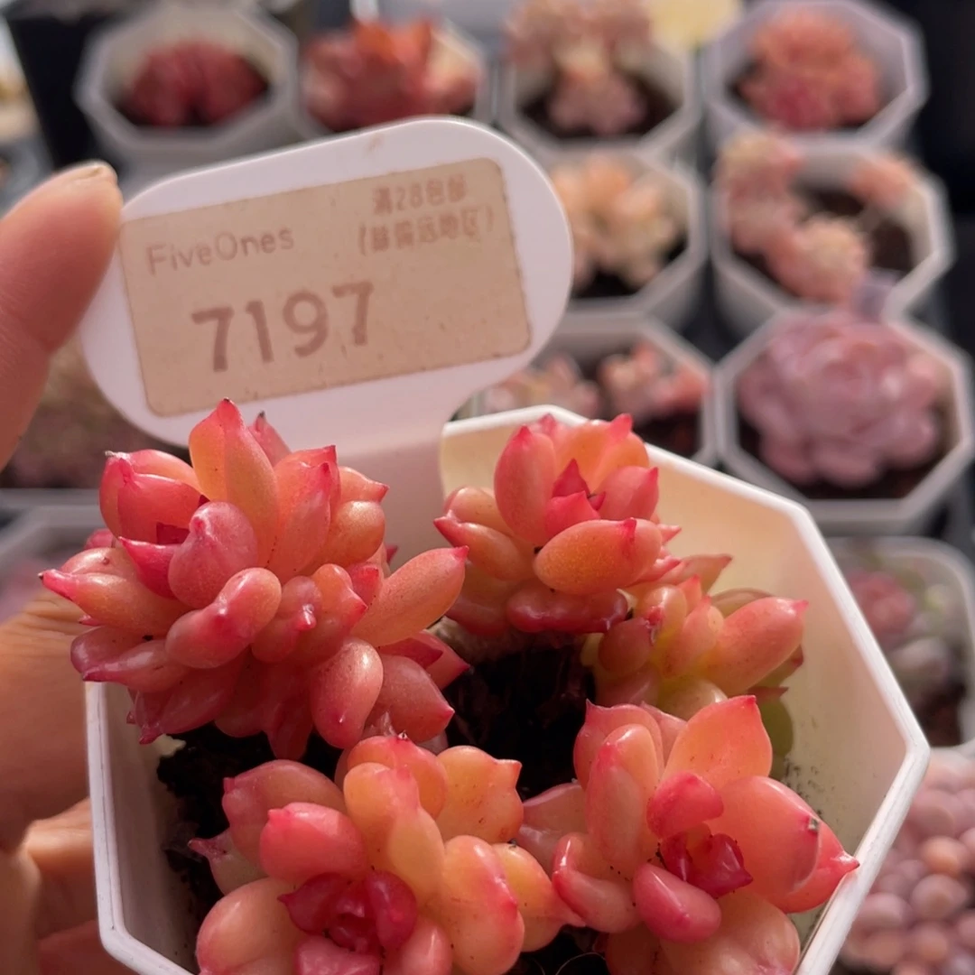 苹果花7197-6.5厘米