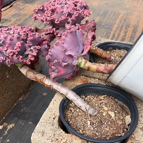 山**期37 号包菜系列 3 棵