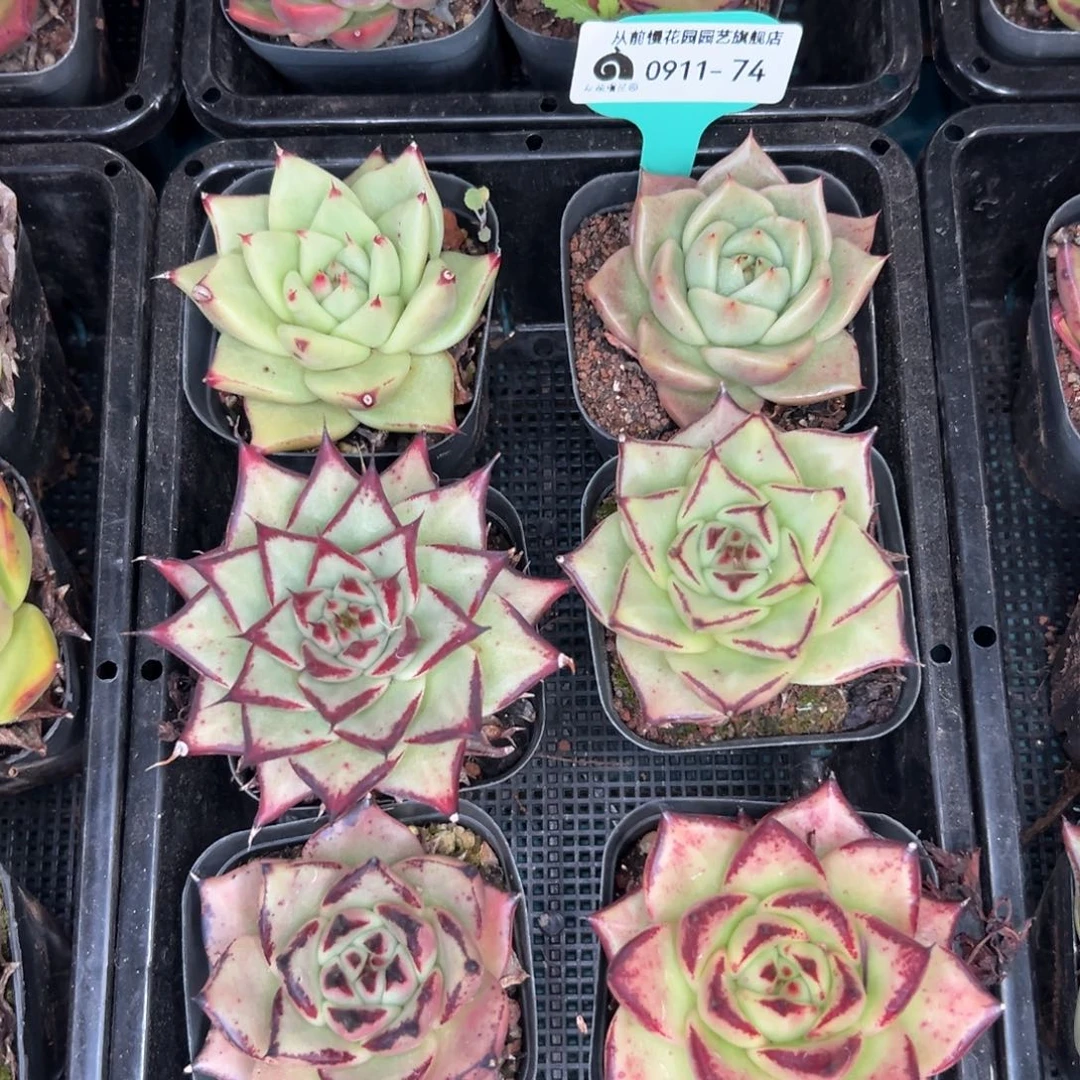 多肉一物一拍0911-74