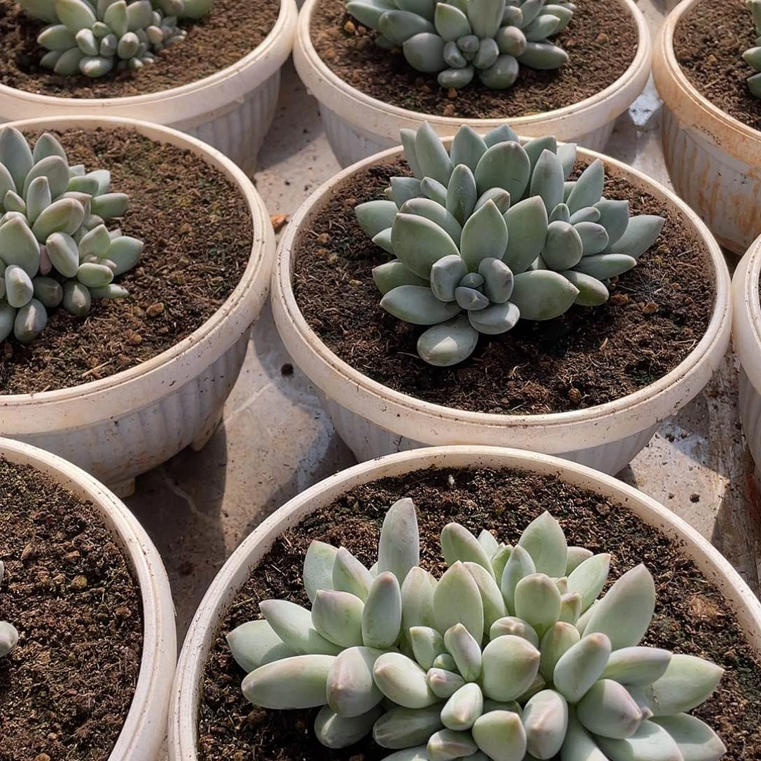 三色美人群生14厘米可挑