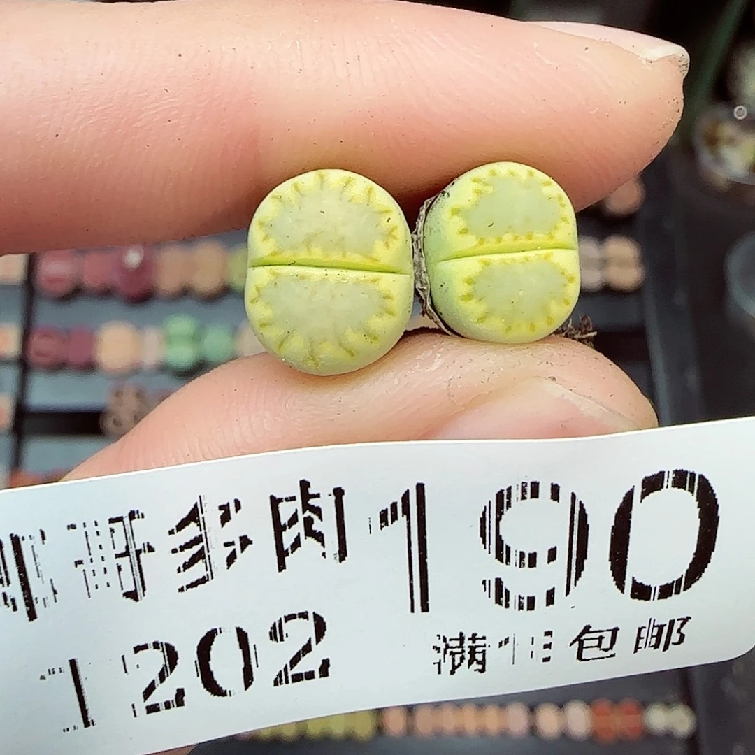 满满18包邮1202-190