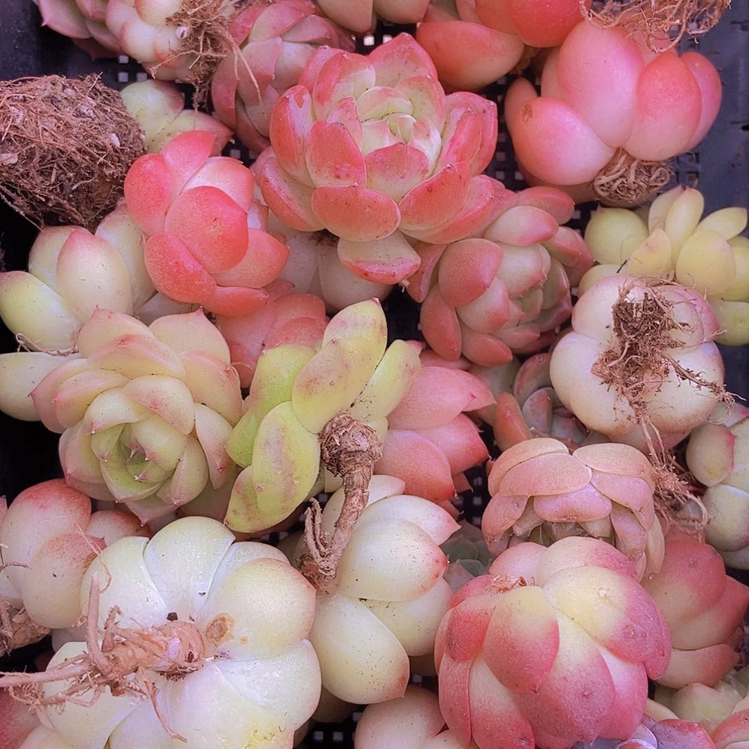 000000001量拍保底20颗