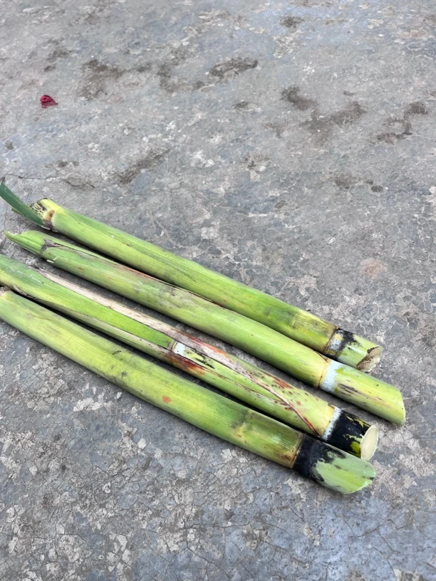 青皮甘蔗尾部四川青皮甘蔗尾部