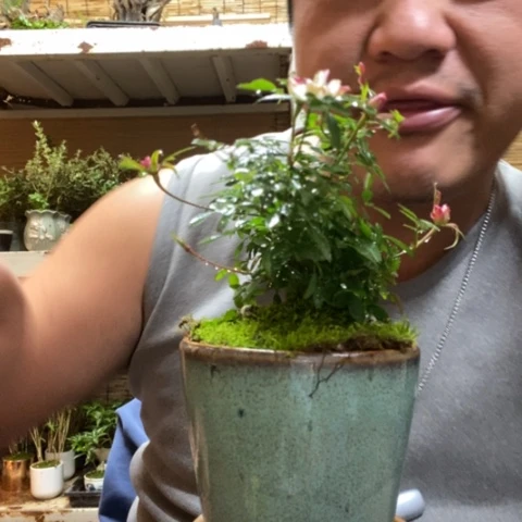 红陶一物一拍所见即所得133