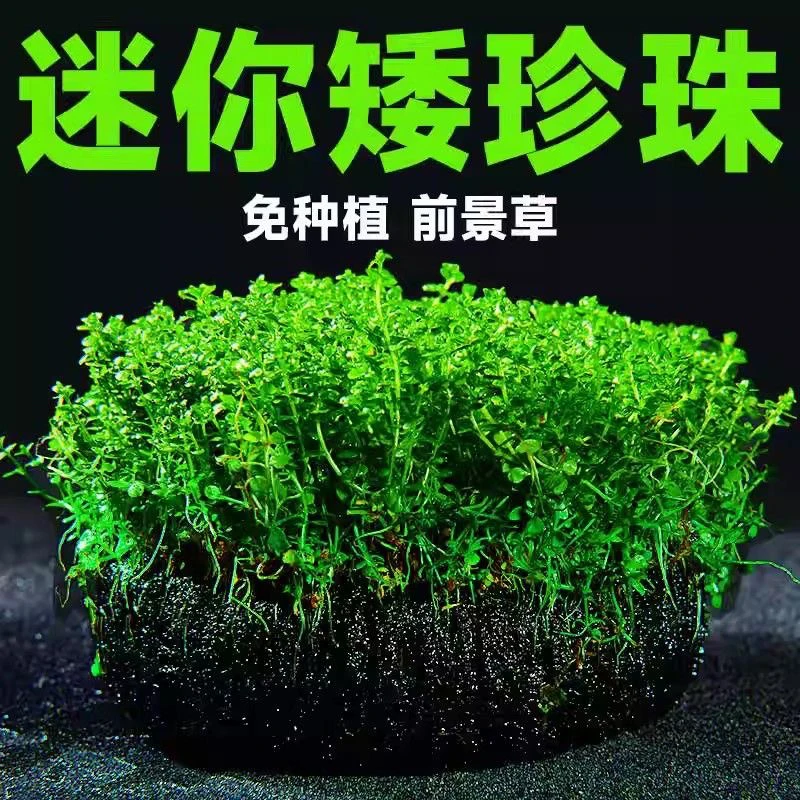 矮珍珠小坨草【前景水草】