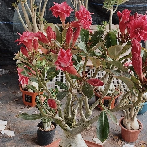 【闪购商品】执****?绿植