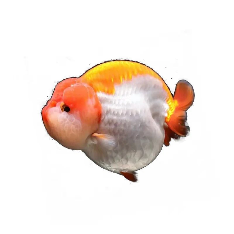 冷水鱼兰寿小亚成