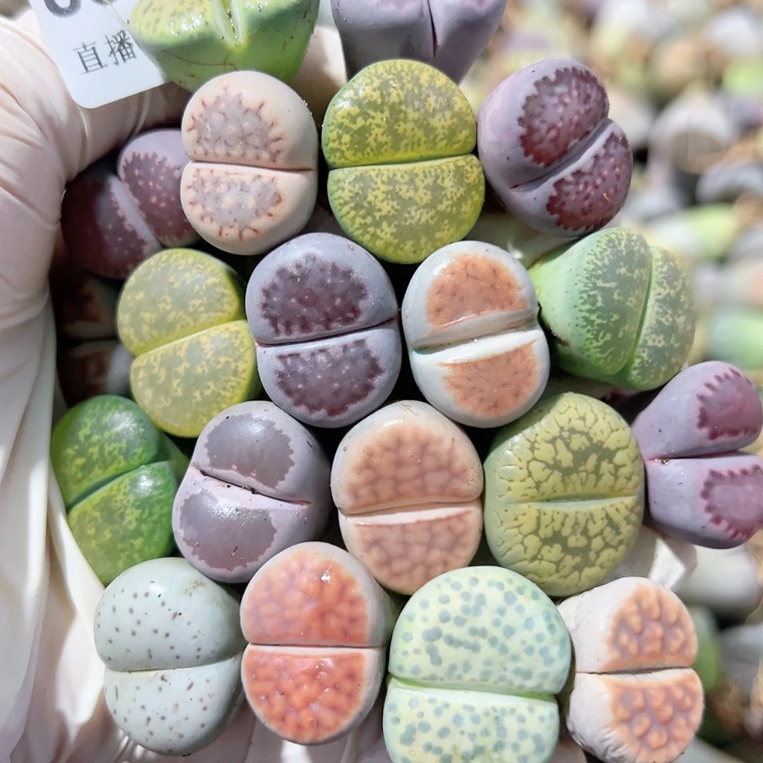 8521 好养易活生石花大母本20个