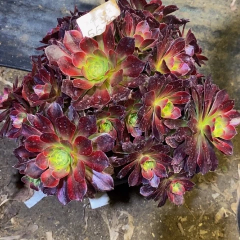 安娜多肉植物5672