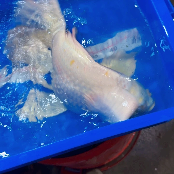 蝴蝶鲤鱼蝴蝶鲤包邮260