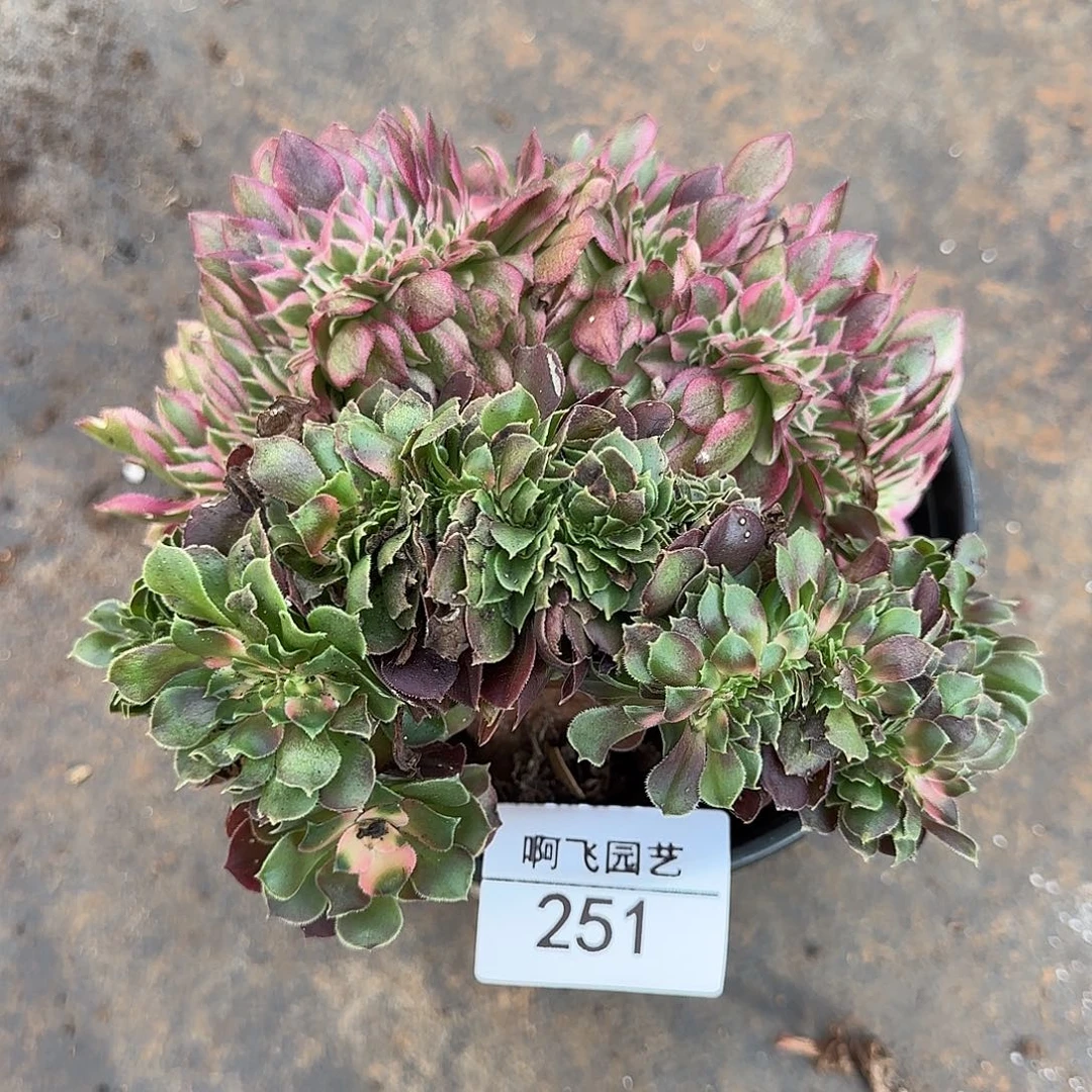 251多肉 荔枝香妃缀福利