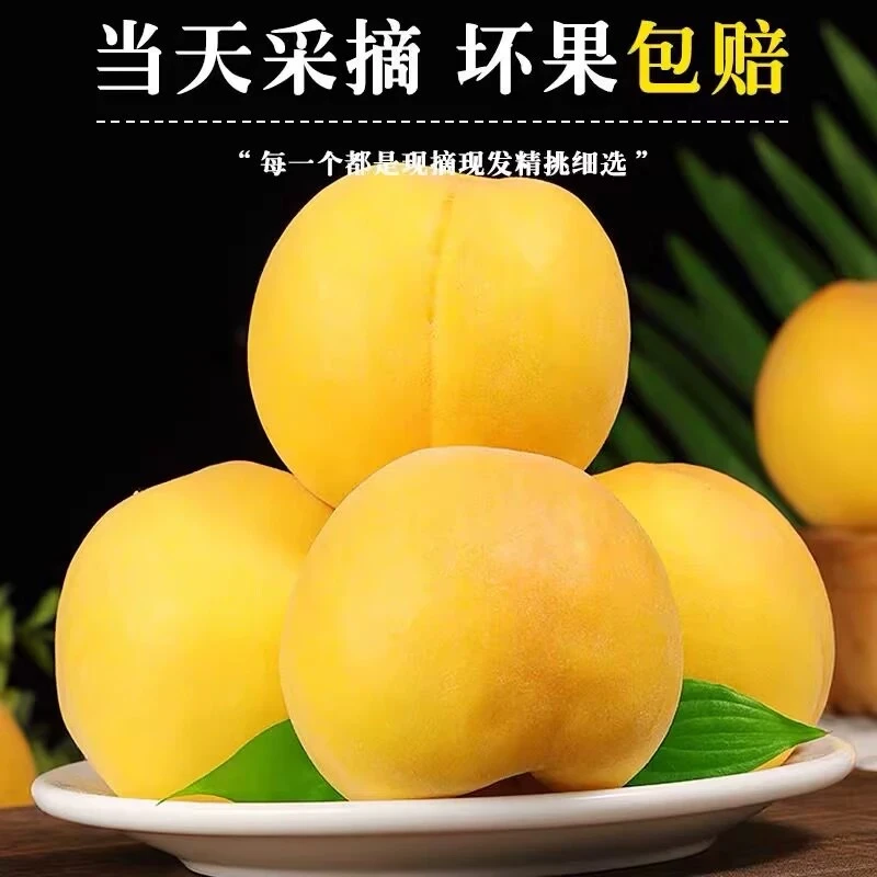 蒙阴黄桃新鲜当季水果脆甜多汁产地直发孕妈水果现采现摘【大刚】