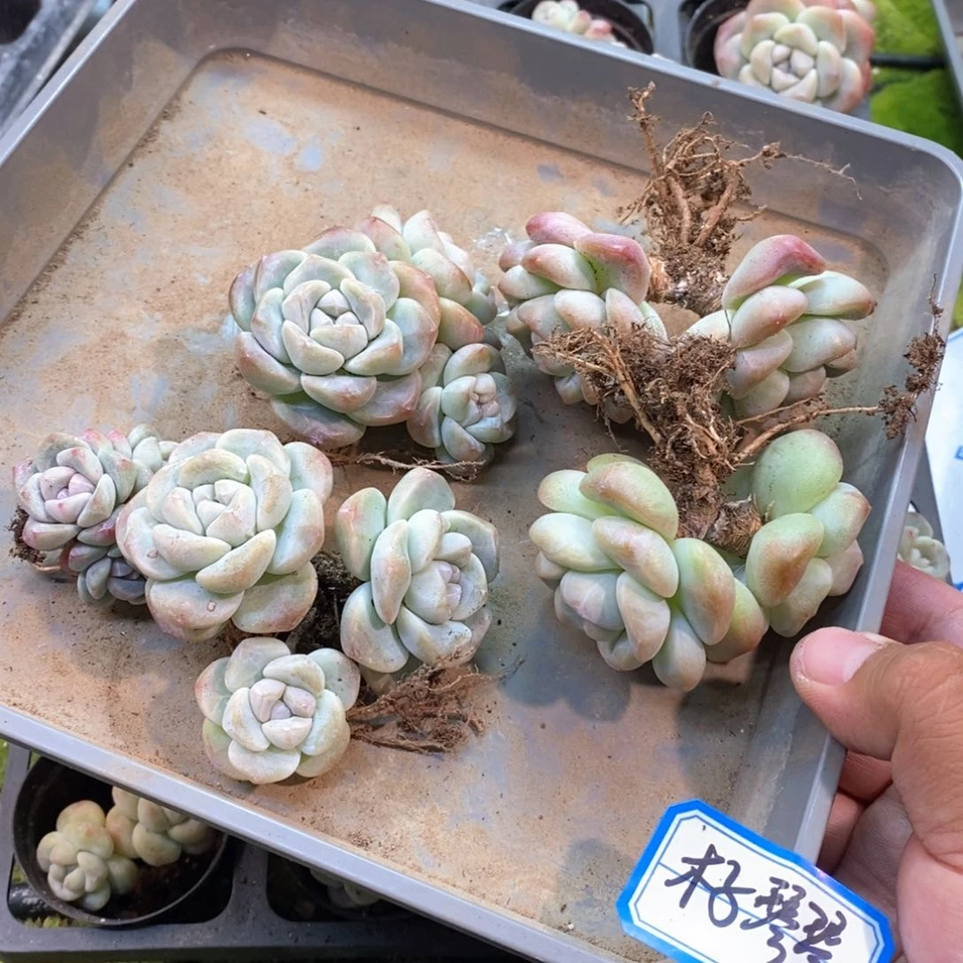 木**琴五颗冰玉自选专拍