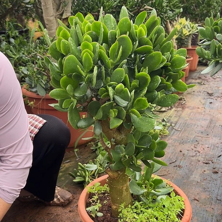 明***兄大青苹果玉树98一物一拍链接