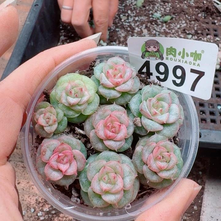 多肉植物多肉植物