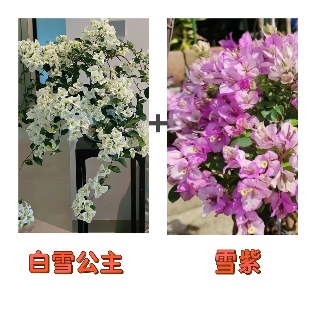 （白雪公主+雪紫）到手2棵  三角梅 四季开花阳台庭院可养