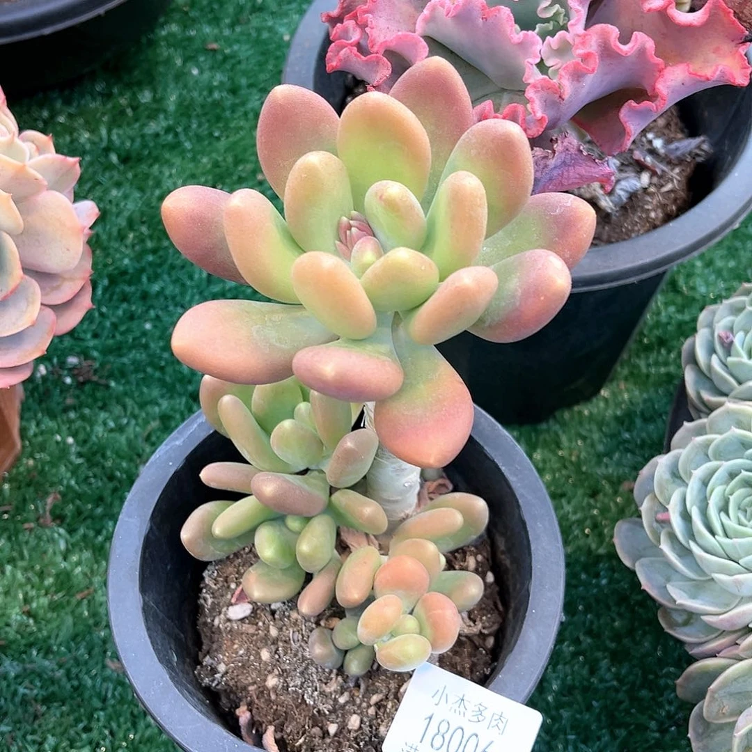 小杰芒果奶18006