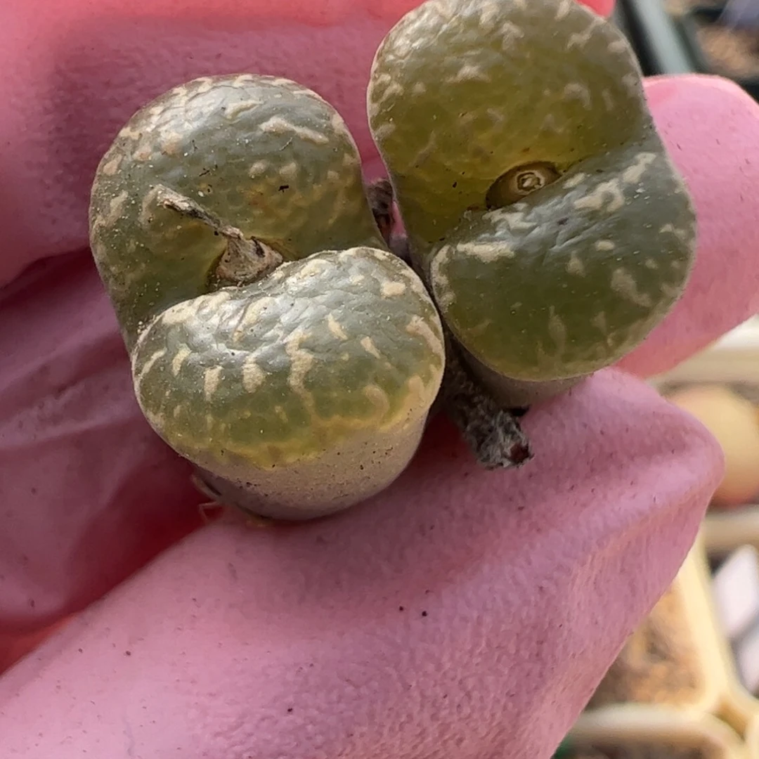 315 好看的多肉冲冲冲q