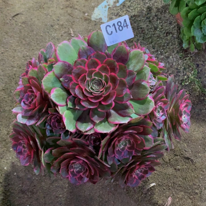 ?*玖184000000000000