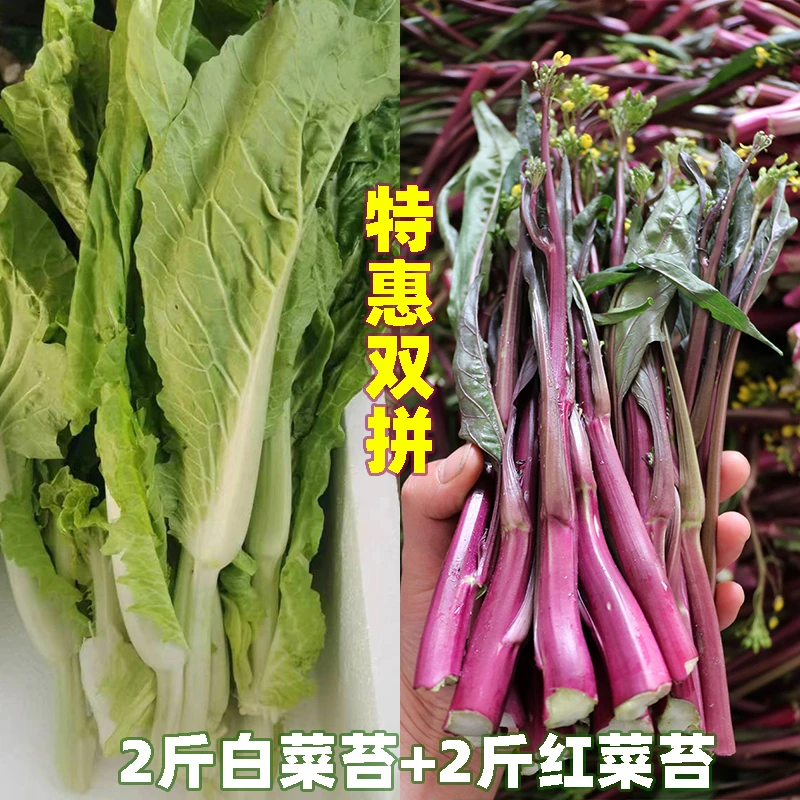 正宗红菜苔白菜苔湖北新鲜紫菜苔打霜菜薹红油菜苔应季时令蔬菜