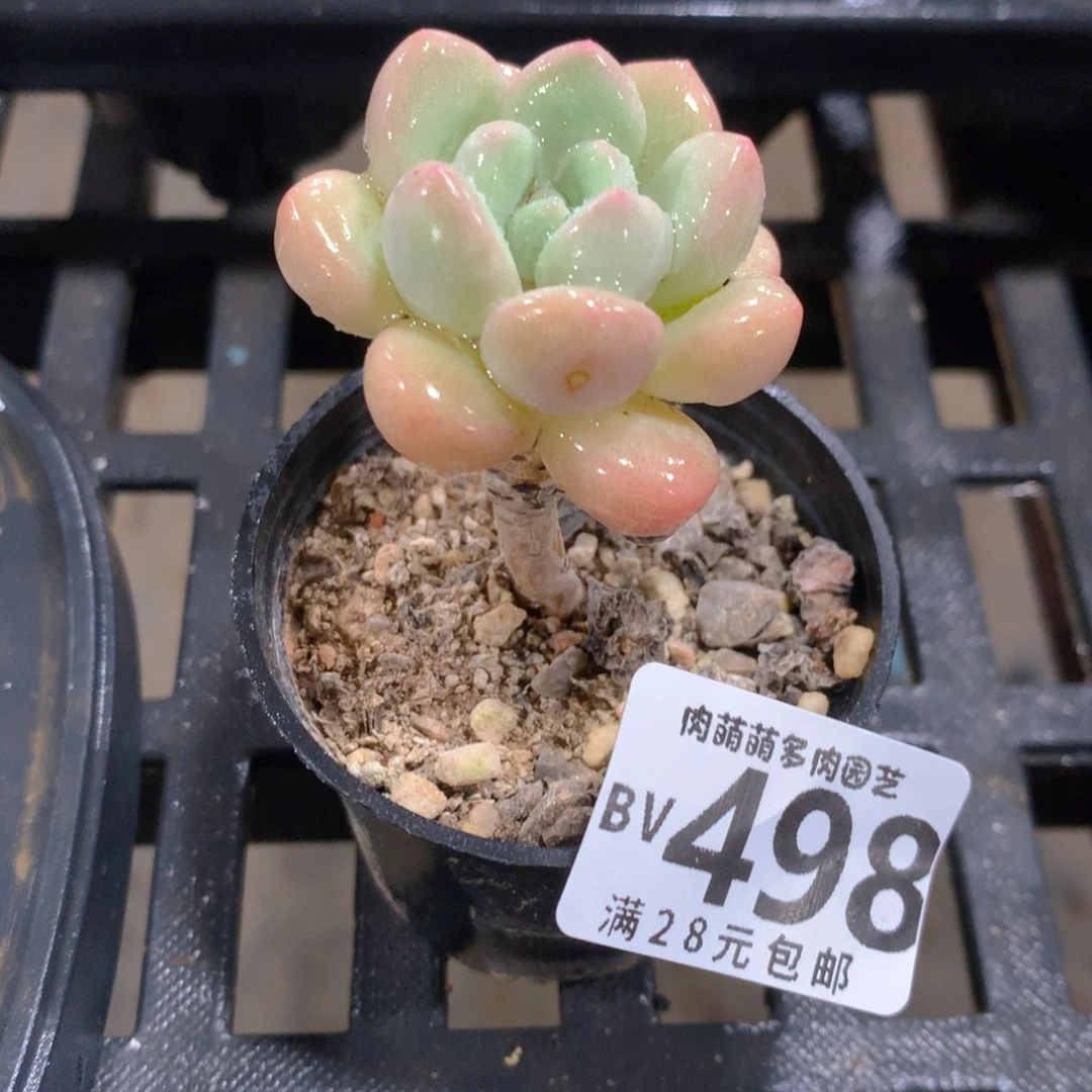 肉萌萌5cm拇指盆精控多肉BV498