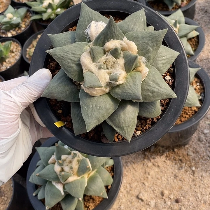 实生玉牡丹福利特价11.8