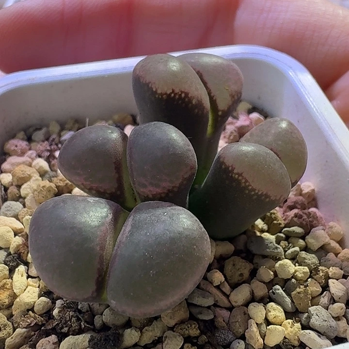 8号四头1.6-1.9一物一拍