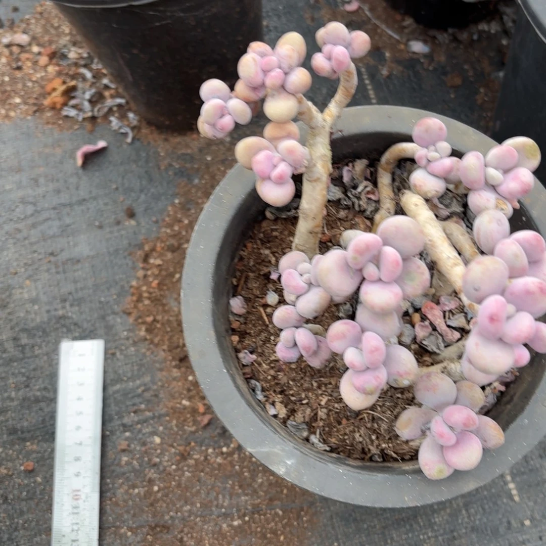 好***姗55号老庄多肉植物
