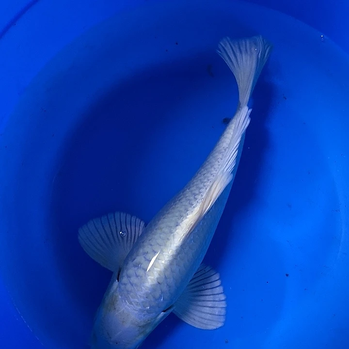 海水个*淡水蝴蝶鲤精品